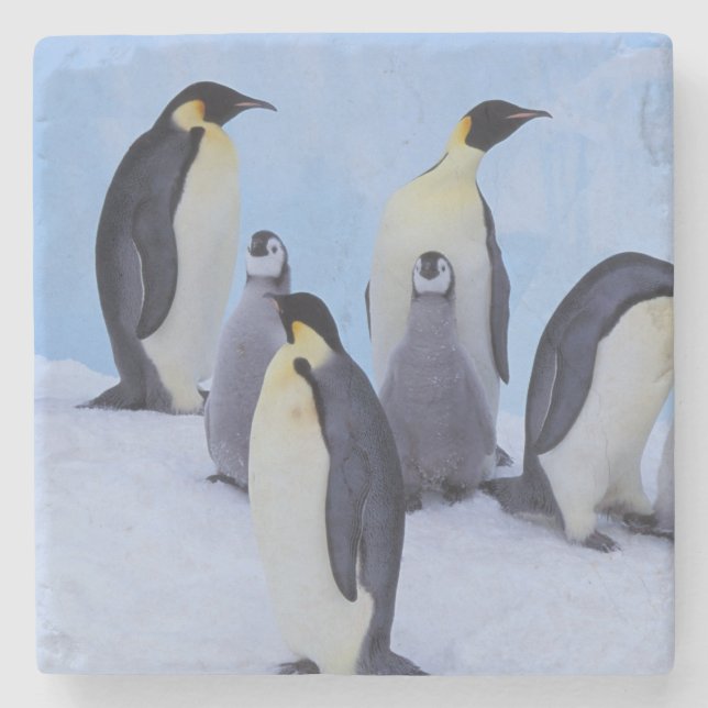 Porta-copo De Pedra Antártida, Pinguins Imperadores (Frente)