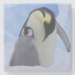 Porta-copo De Pedra Antártida. Pinguins-imperadores e filhote