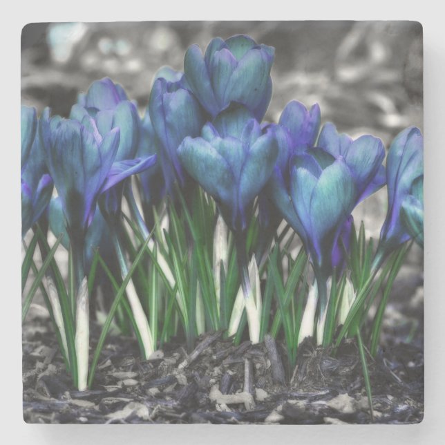 Porta-copo De Pedra Aqua Blue Crocus Blooms (Frente)