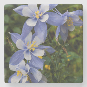 Porta-copo De Pedra Aquilegia Azul do Colorado perto de Telluride Colo