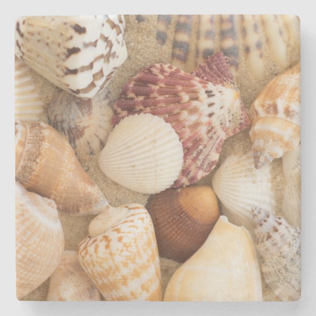Porta-copo De Pedra Arranjo do Seashell (Frente)