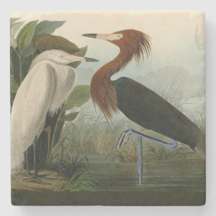 Porta-copo De Pedra Arte de Pássaro: Gravura do Garça Roxa de Audubon: