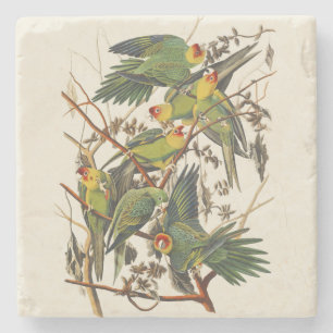 Porta-copo De Pedra Arte de Pássaro Periquito-da-Carolina Audubon Vint