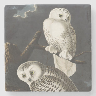 Porta-copo De Pedra Arte Noturna de Coruja da Neve Vintage Audubon