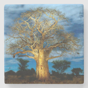 Porta-copo De Pedra Árvore Baobá (Adansonia) Iluminada Pelo Luar