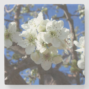 Porta-copo De Pedra Árvore de pera de Primavera de Flor em Clusters B