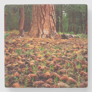 Porta-copo De Pedra Árvore Ponderosa de crescimento antigo com cones 
