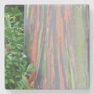 Porta-copo De Pedra Árvore Rainbow Eucalyptus