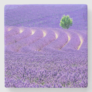 Porta-copo De Pedra Árvore solitária em Lavanda Field, França