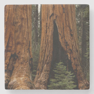 Porta-copo De Pedra Árvores Redwood, Parque Nacional Sequoia.