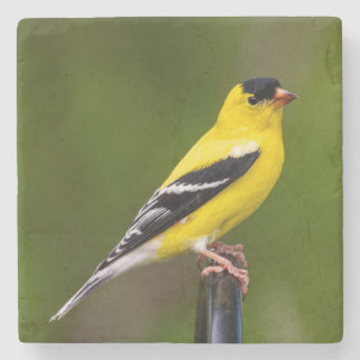 Porta-copo De Pedra as aves são os únicos animais com penas 9