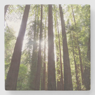 Porta-copo De Pedra Até Sequoias de Manhã