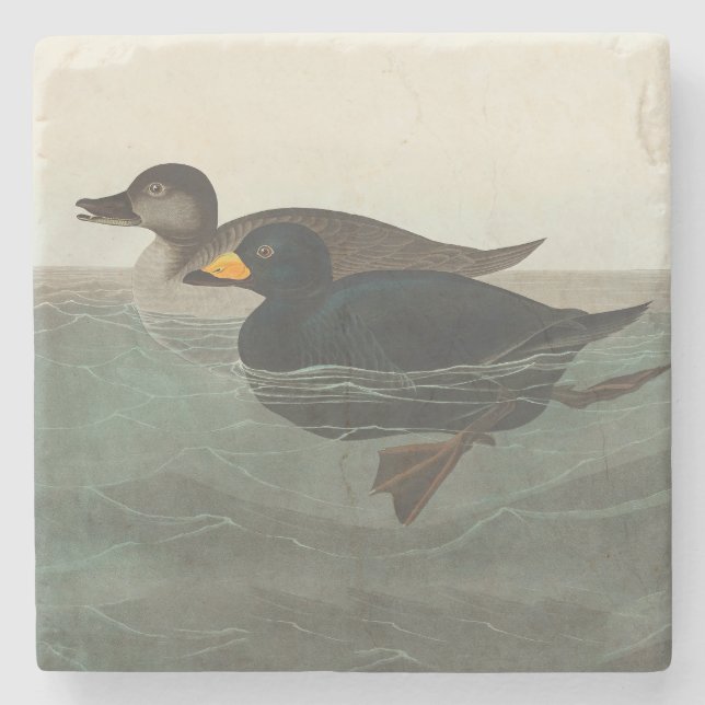 Porta-copo De Pedra Audubon American Scoter Duck Classic (Frente)