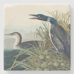 Porta-copo De Pedra Audubon Bird Loon Diver Classic