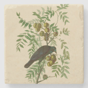 Porta-copo De Pedra Ave Negra Americana da Audubon