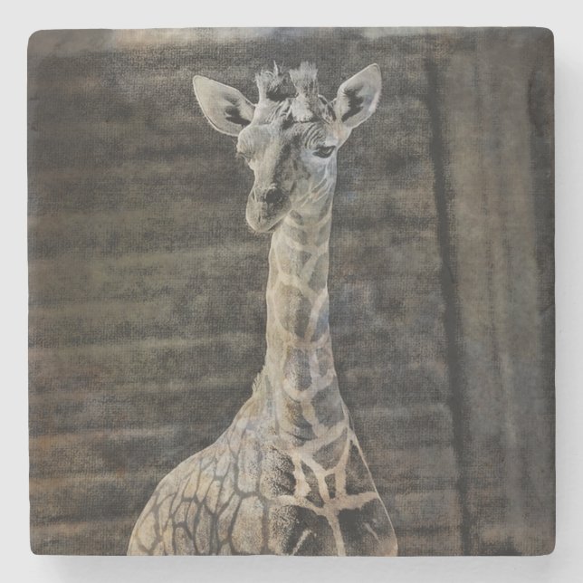 Porta-copo De Pedra Baby Giraffe (Frente)