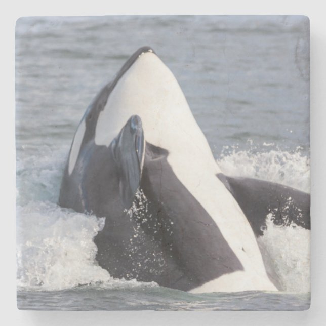 Porta-copo De Pedra Baleia Orca saltando (Frente)