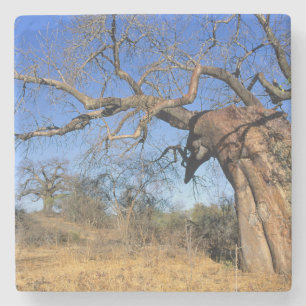 Porta-copo De Pedra Baobá (Adansonia Digitata), Kruger National