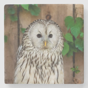Porta-copo De Pedra Barred Owl