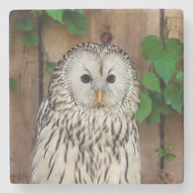 Porta-copo De Pedra Barred Owl (Frente)
