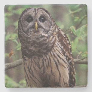 Porta-copo De Pedra Barred Owl