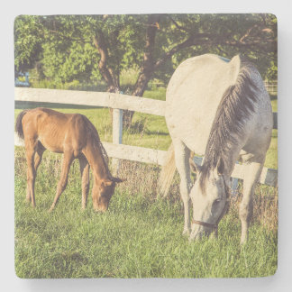 Porta-copo De Pedra Beautiful Horse and Foal Green Pasture