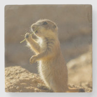 Bebê de cão da pradaria comendo, Arizona
