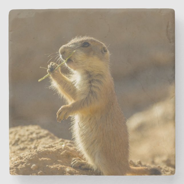 Porta-copo De Pedra Bebê de cão da pradaria comendo, Arizona (Frente)