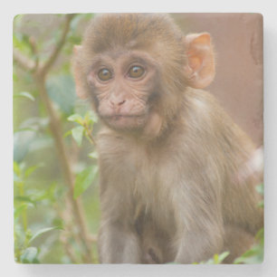 Porta-copo De Pedra Bebê Macaco Rhesus, Templo do Macaco, Jaipur
