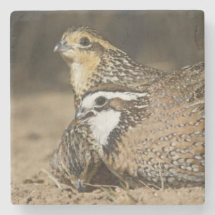 Porta-copo De Pedra bebês de codorna Northern Bobwhite na lagoa para b