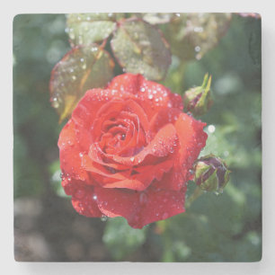 Porta-copo De Pedra Bela Rosa Vermelha com Gotículas de Água