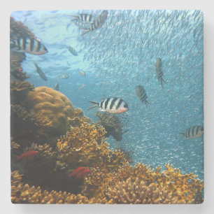 Porta-copo De Pedra Beleza submarina, peixe e coral