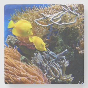 Porta-copo De Pedra Beleza submarina, peixe e coral