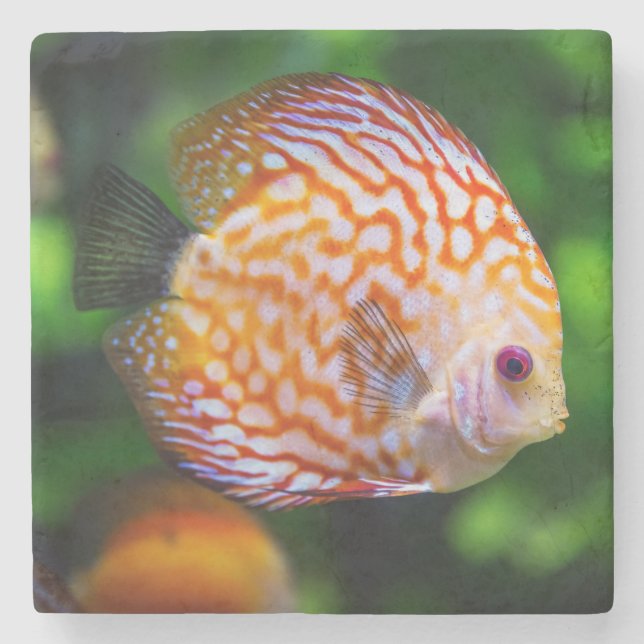 Porta-copo De Pedra Belo Encerramento de um Peixe de Disco (Frente)