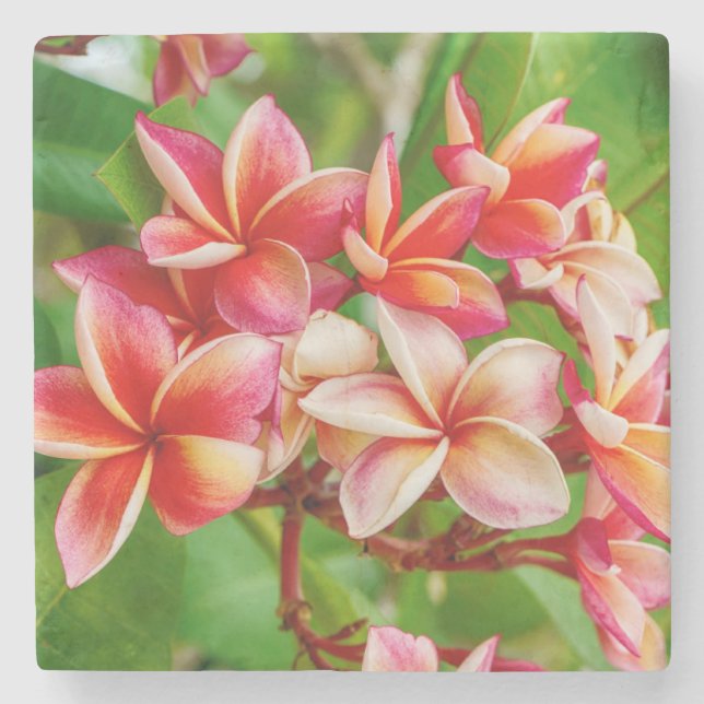 Porta-copo De Pedra Belos Flores de Plumeria (Frente)