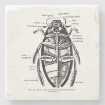 Besouro do limpador de Hydrophilidae da