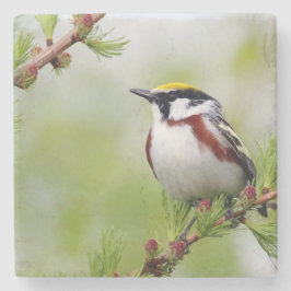 Porta-copo De Pedra Bird yellow _coaster