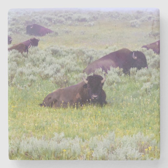 Porta-copo De Pedra Bison Coaster (Frente)