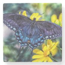 Black Swallowtail sobre flores amarelas