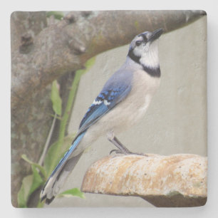 Porta-copo De Pedra Blue Jay - Série de pássaros de quintal -    Por