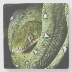 Porta-copo De Pedra Boa esmeralda do cobra verde da árvore em Bolívi