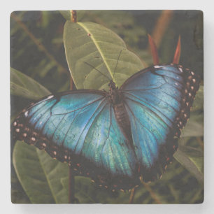 Porta-copo De Pedra Borboleta grande, linda, azul