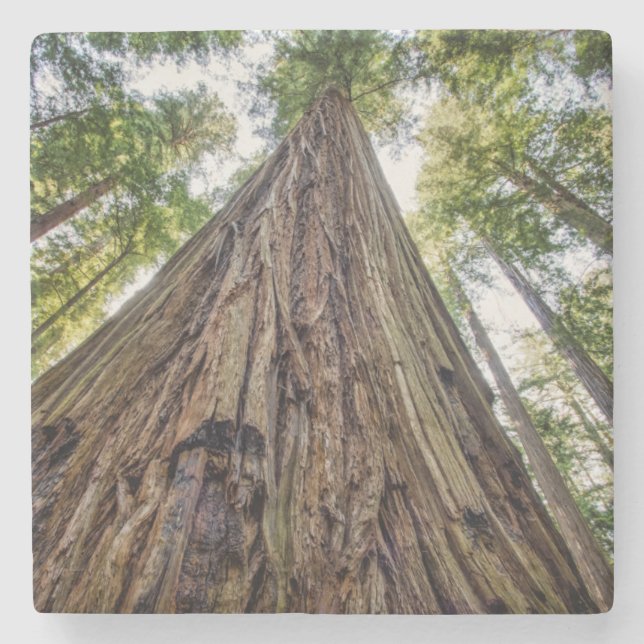 Porta-copo De Pedra Bosque de Roosevelt (Frente)