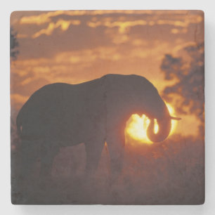 Porta-copo De Pedra Botswana, Parque Nacional Chobe, Elefante Macho