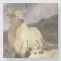 Bovinos Selvagens de Chillingham