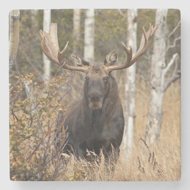 Porta-copo De Pedra Bull Moose Impressionante (Frente)