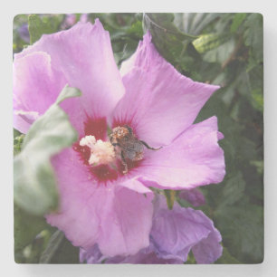 Porta-copo De Pedra Bumblebee na Flor de Hibiscus
