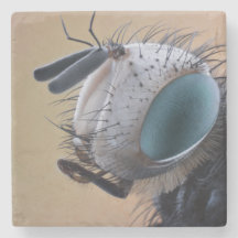 Cabeça de Inseto de Insetos de Fechamento