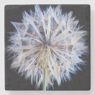 Porta-copo De Pedra Cabeça de Semente de Dente-de-Leão (Taraxacum Offi