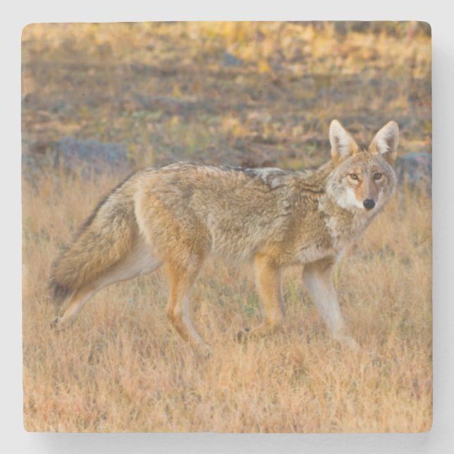 Porta-copo De Pedra Caça ao Coyote (Canis Latrans) (Frente)